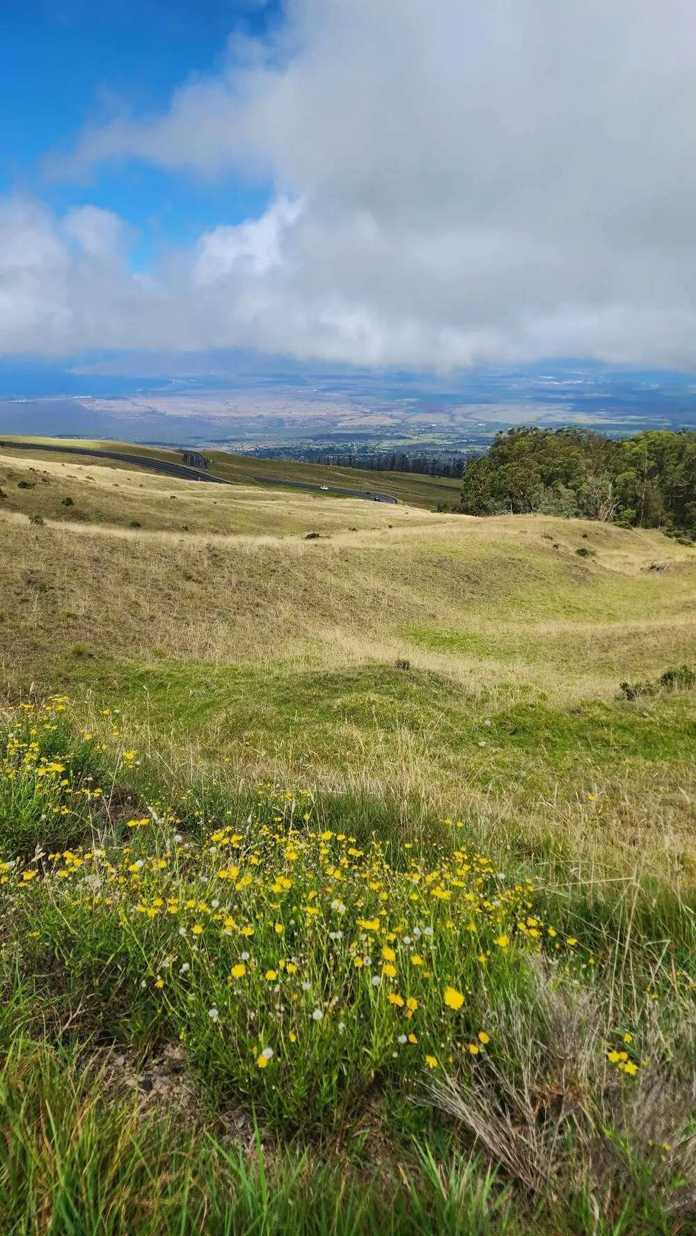 Rolling green hills and yellow wildflowers in Upcountry Maui with a wide valley view, a scenic location for engagement photos